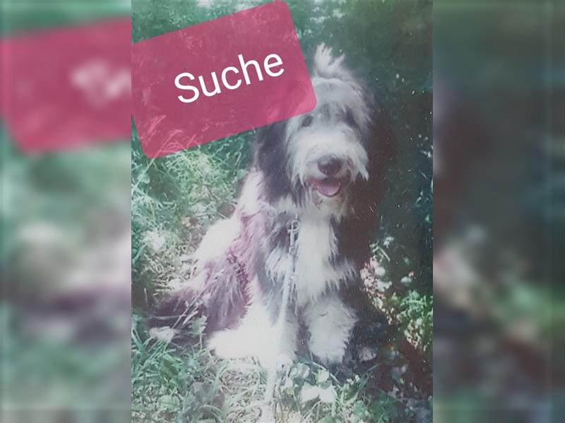 Bearded Collie gesucht