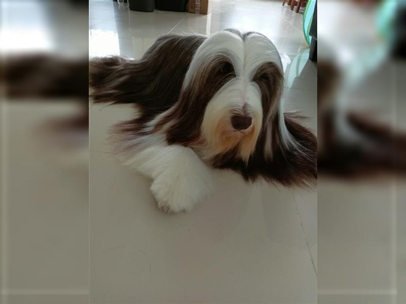 Bearded collie