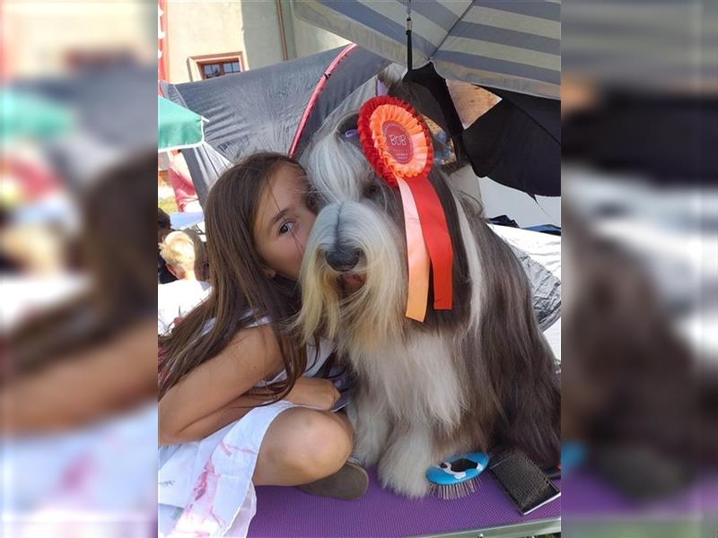 Bearded collie