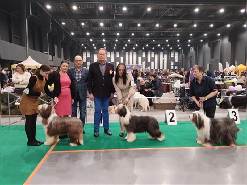 Bearded collie