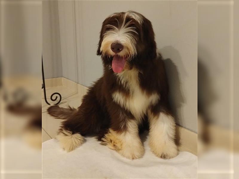 Bearded collie