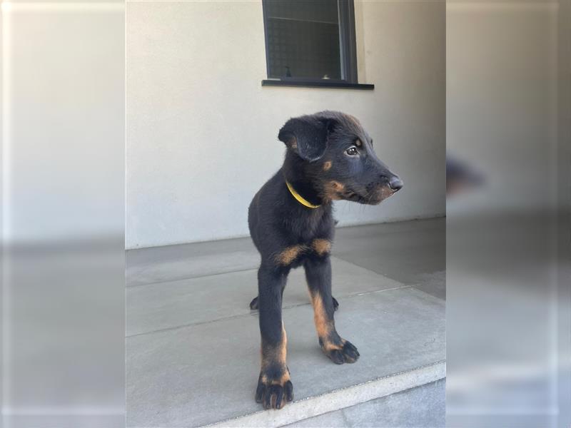 FCI Beauceron Welpe - Gelbes Halsband