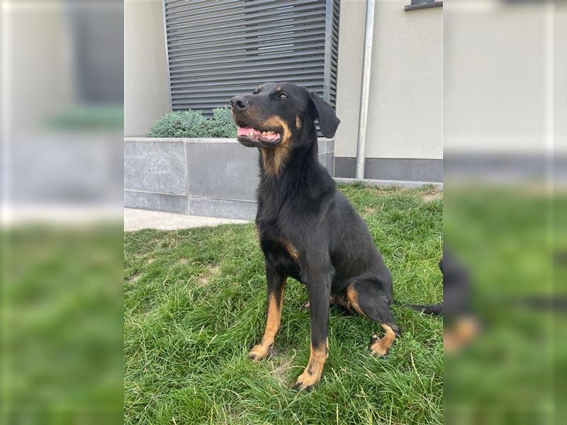 FCI Beauceron Welpe - Gelbes Halsband