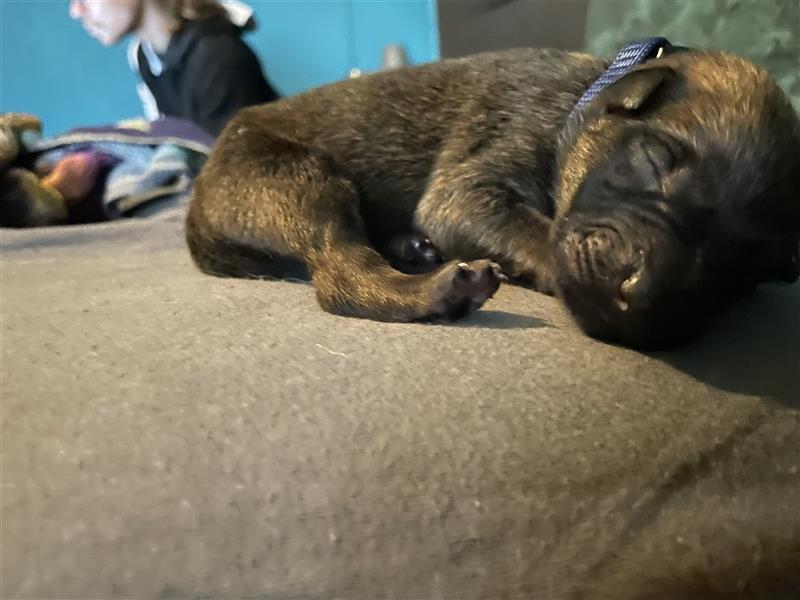 10 Malinois Mix Welpen suchen zu Hause