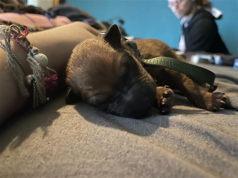 10 Malinois Mix Welpen suchen zu Hause