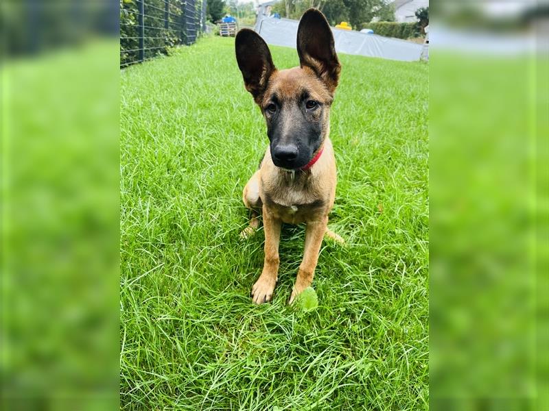 Belgische Schäferhunde Malinois Mix