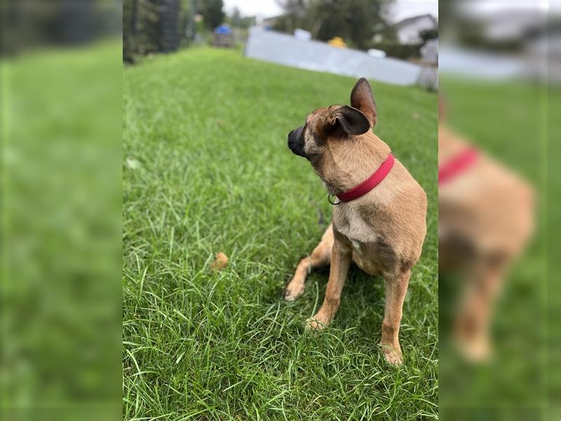 Belgische Schäferhunde Malinois Mix