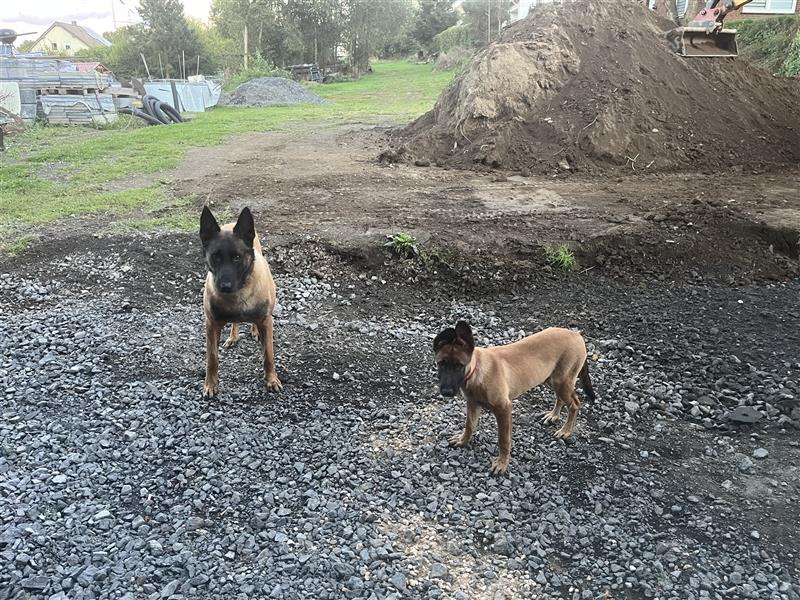 Belgische Schäferhunde Malinois Mix