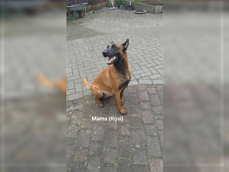 Malinois mix Welpen