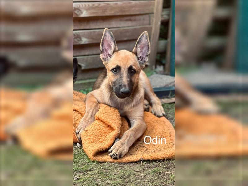 Malinois mix Welpen