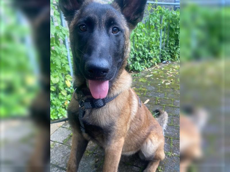 Malinois Welpen (Belgischer Schäferhund)