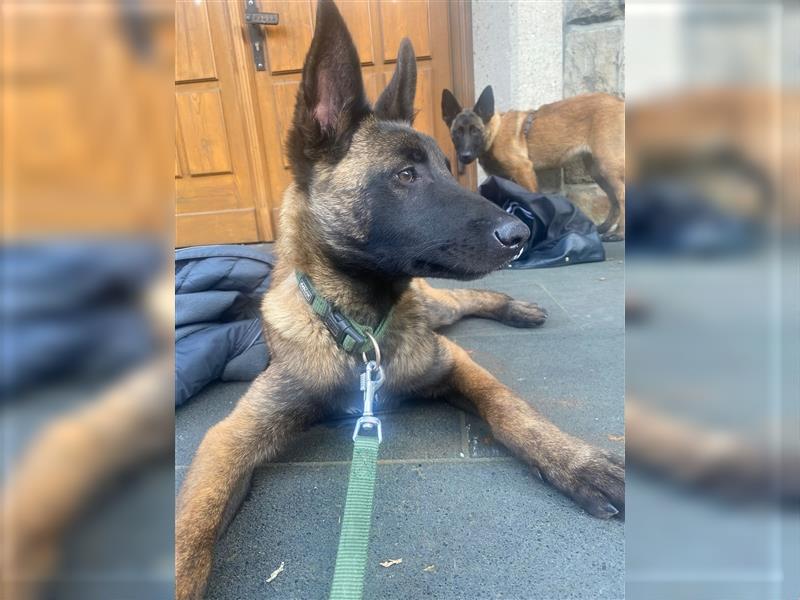 Malinois Welpen (Belgischer Schäferhund)