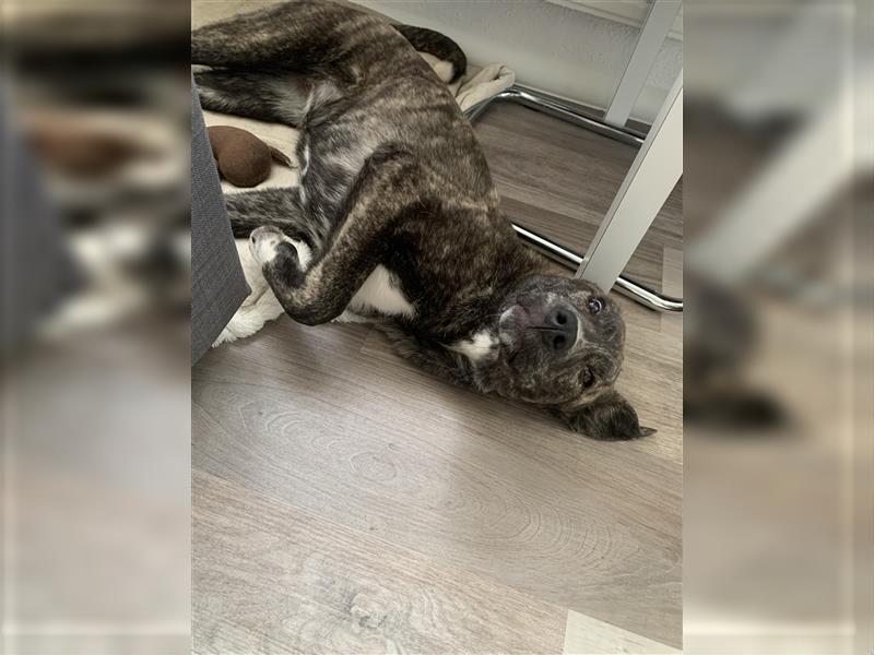 Luna sucht ein neues Zuhause