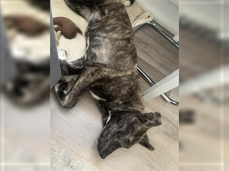 Luna sucht ein neues Zuhause