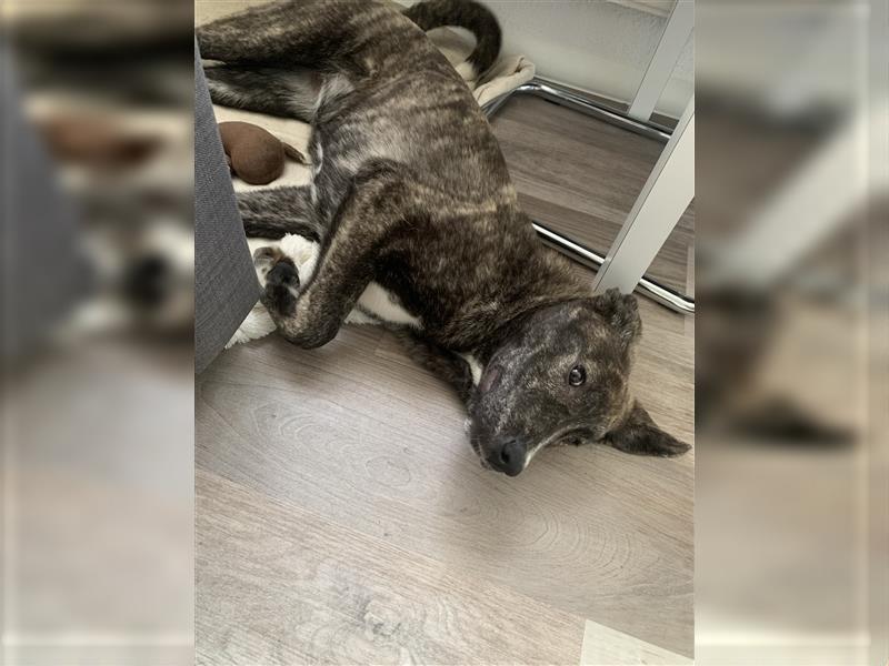 Luna sucht ein neues Zuhause