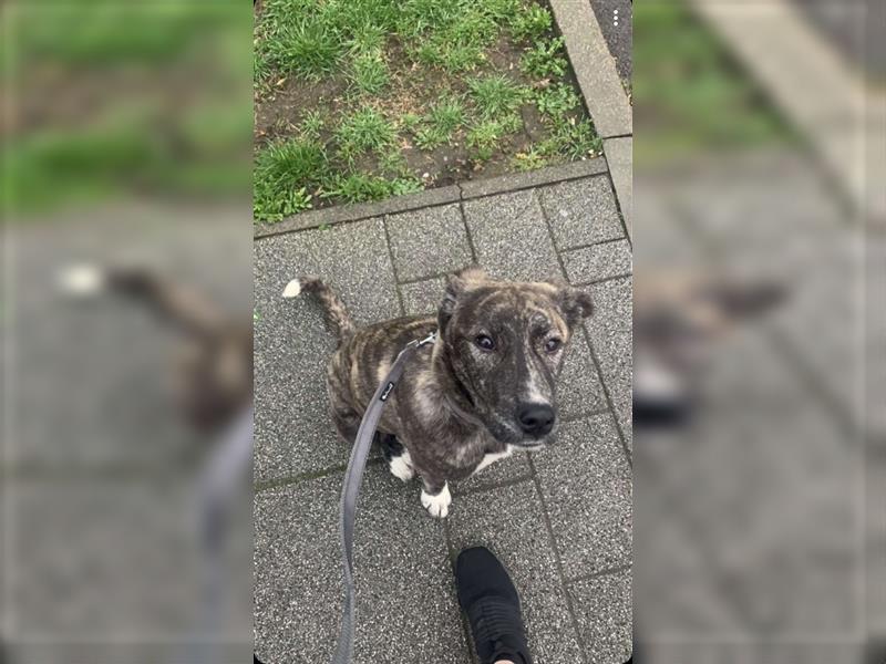 Luna sucht ein neues Zuhause