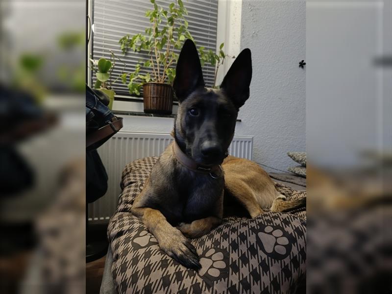 Bella reinrassige malinois Hündin