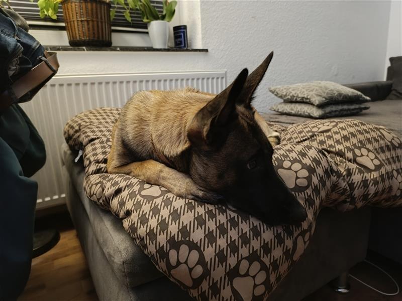 Bella reinrassige malinois Hündin