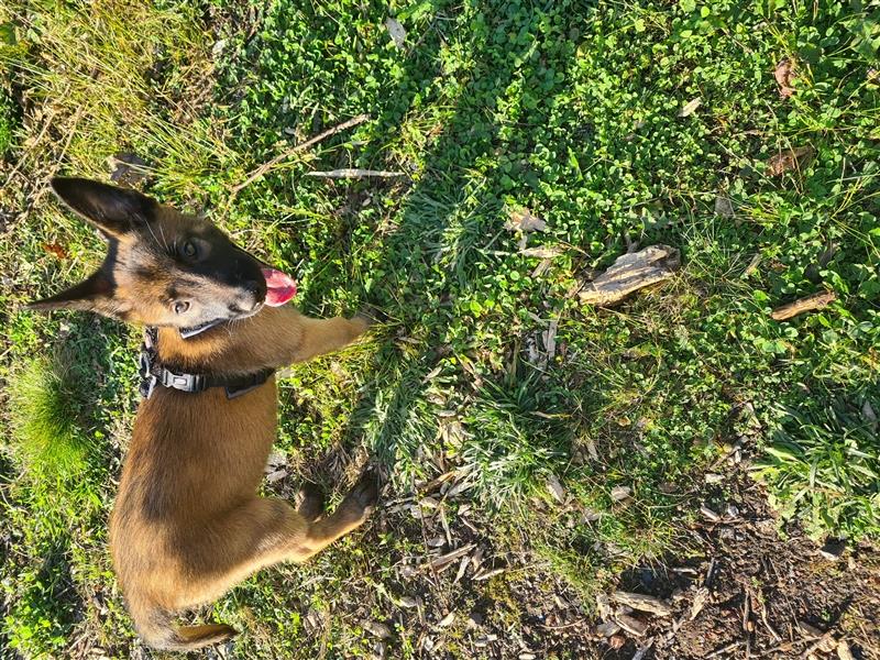 Malinois Mädchen in liebevoller Hände