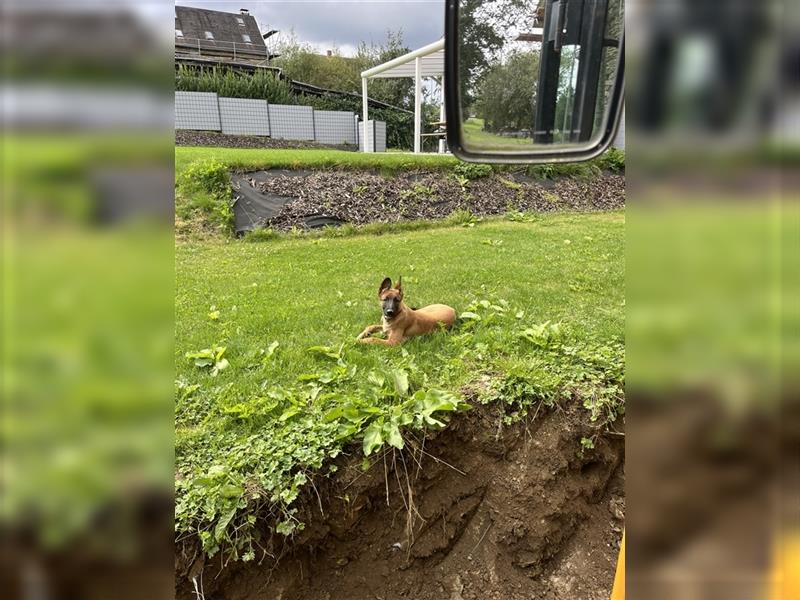 Beligischer Schäferhund Mix