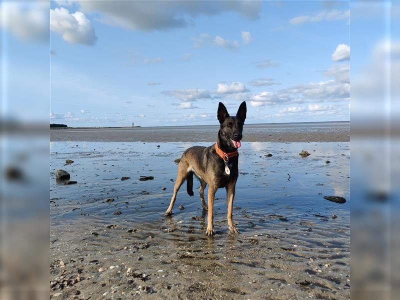 Belgischer Schäferhund Wurfankündigung