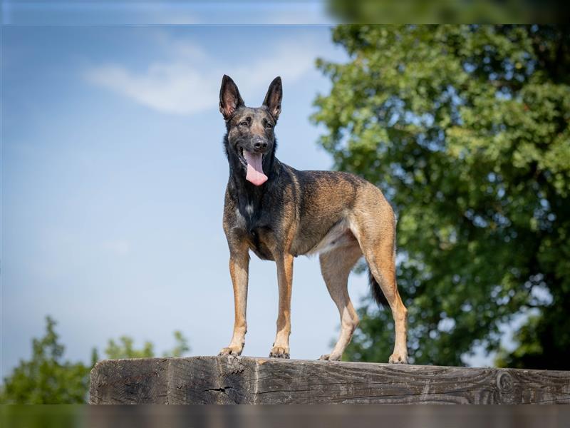 Belgischer Schäferhund Wurfankündigung