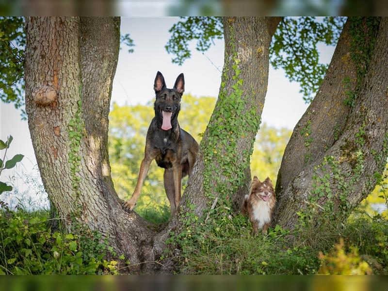 Belgischer Schäferhund Wurfankündigung