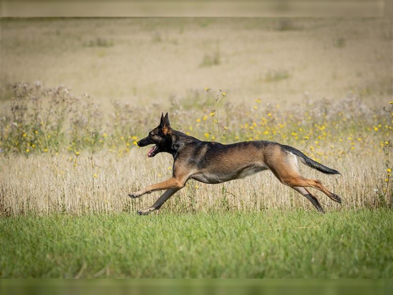 Belgischer Schäferhund Wurfankündigung