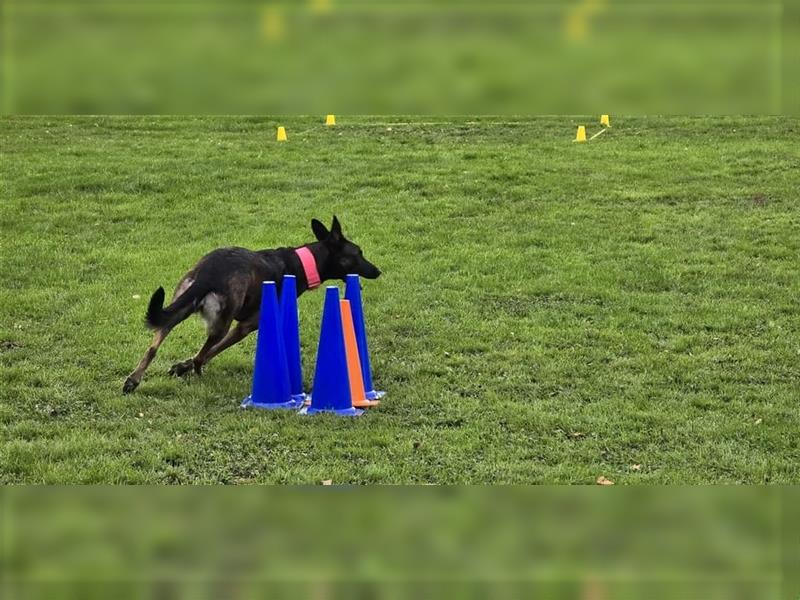 Belgischer Schäferhund Wurfankündigung