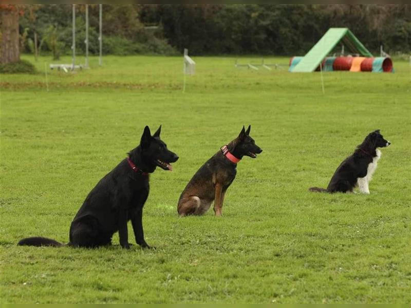 Belgischer Schäferhund Wurfankündigung