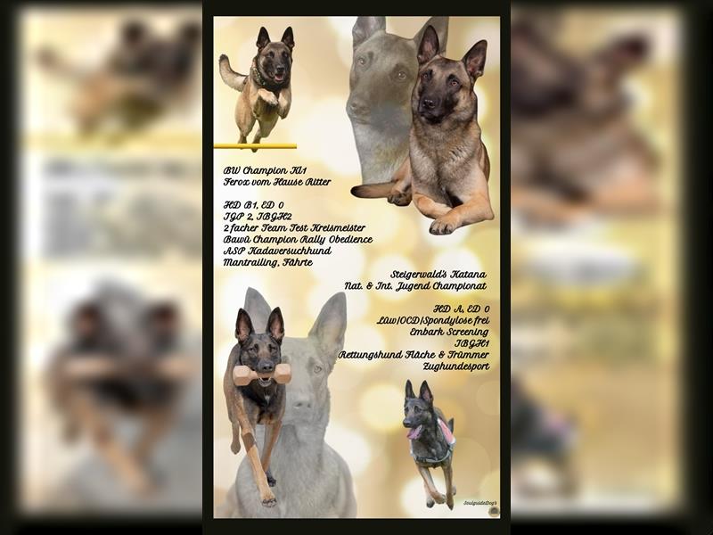 Belgischer Schäferhund Wurfankündigung