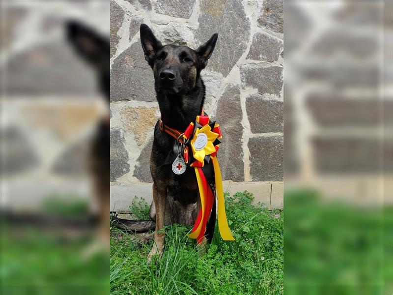 Belgischer Schäferhund Wurfankündigung