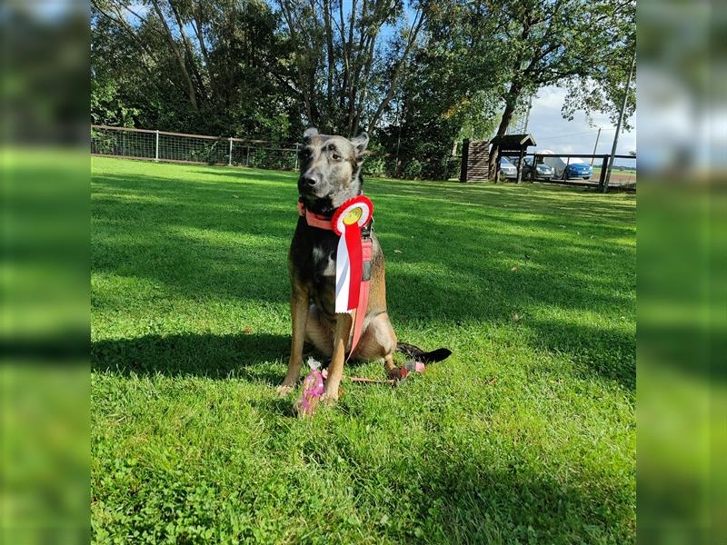 Belgischer Schäferhund Wurfankündigung