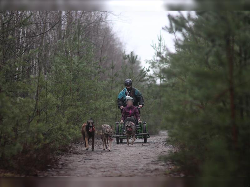 Belgischer Schäferhund Wurfankündigung