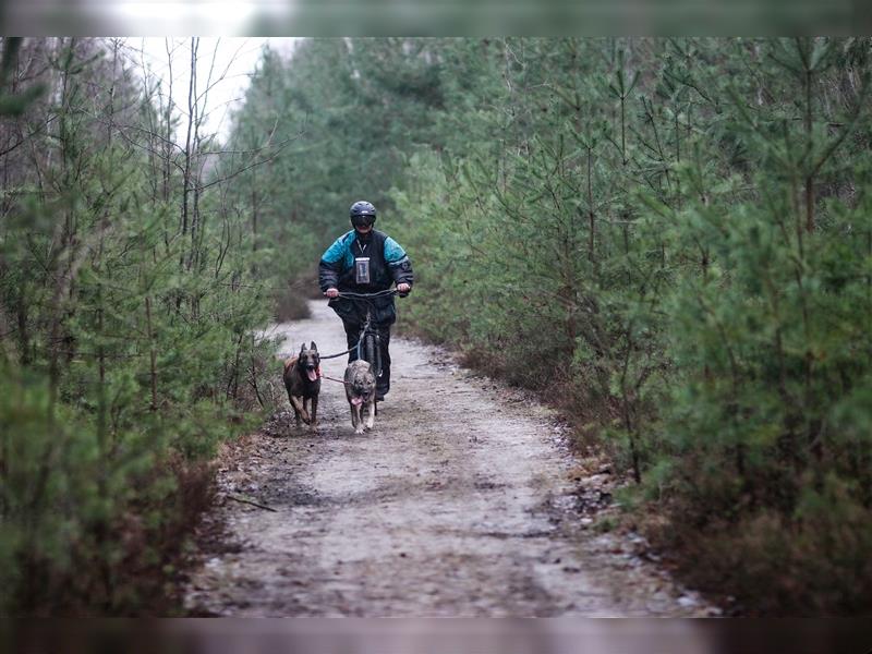 Belgischer Schäferhund Wurfankündigung