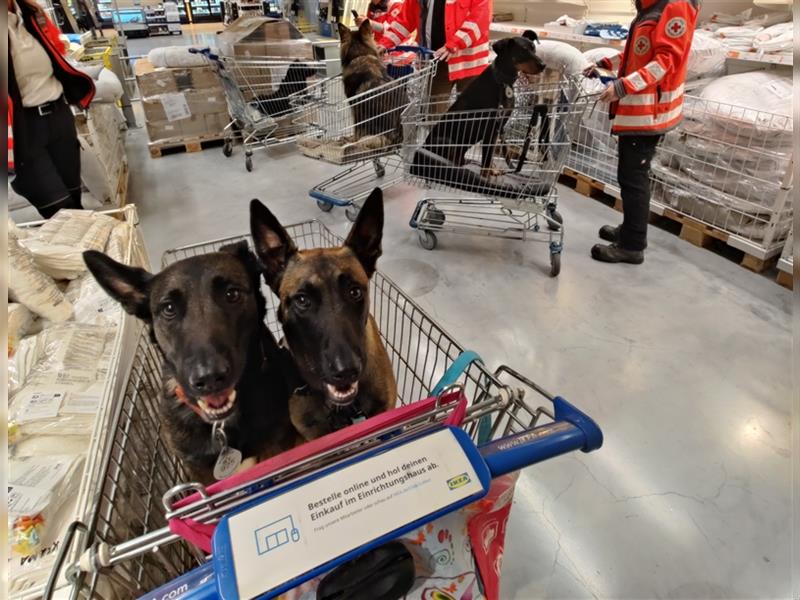 Belgischer Schäferhund Wurfankündigung