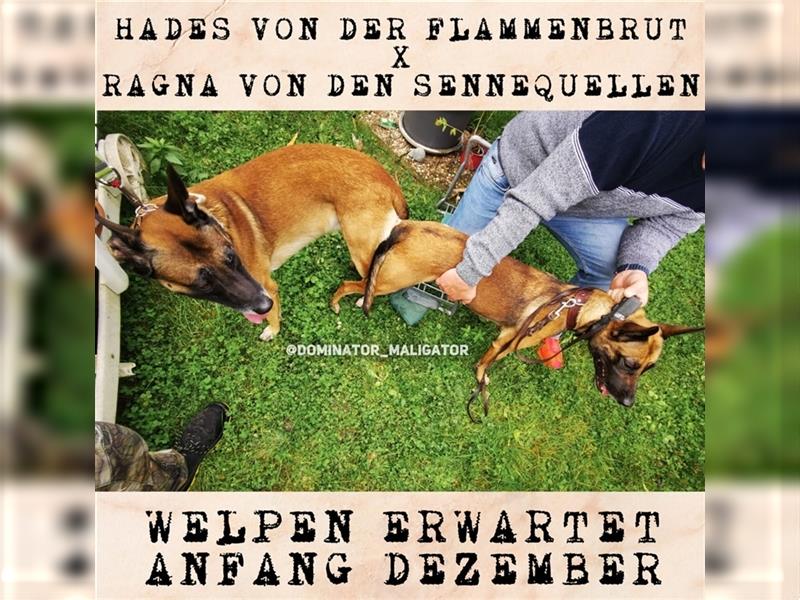 Reinrassige Malinois Welpen