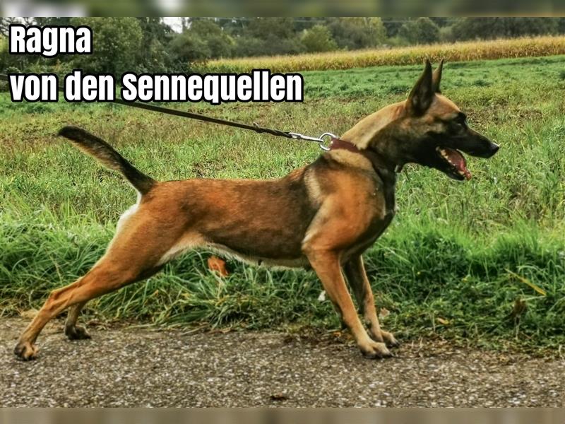 Reinrassige Malinois Welpen