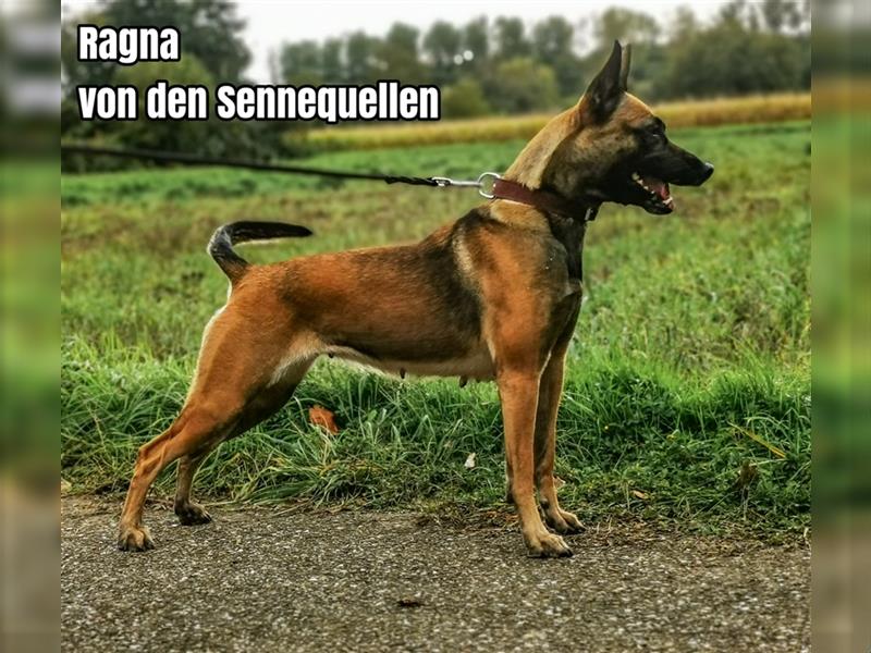 Reinrassige Malinois Welpen