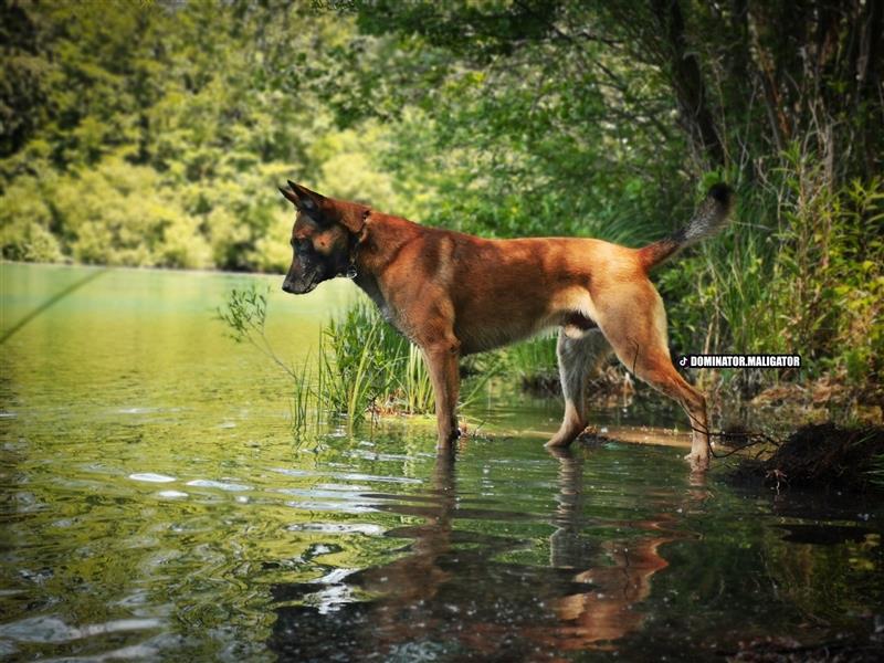 Reinrassige Malinois Welpen