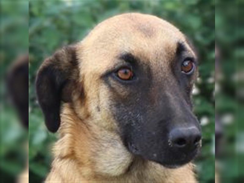 Morris, Mix Belgischer Schäferhund / Malinois , lieb und verträglich