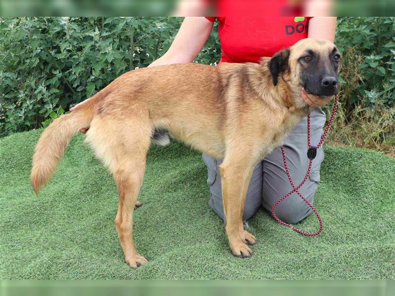 Morris, Mix Belgischer Schäferhund / Malinois , lieb und verträglich