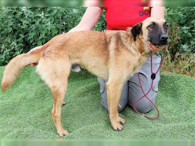 Morris, Mix Belgischer Schäferhund / Malinois , lieb und verträglich