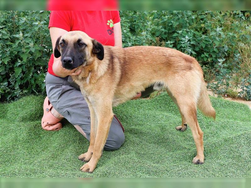 Morris, Mix Belgischer Schäferhund / Malinois , lieb und verträglich