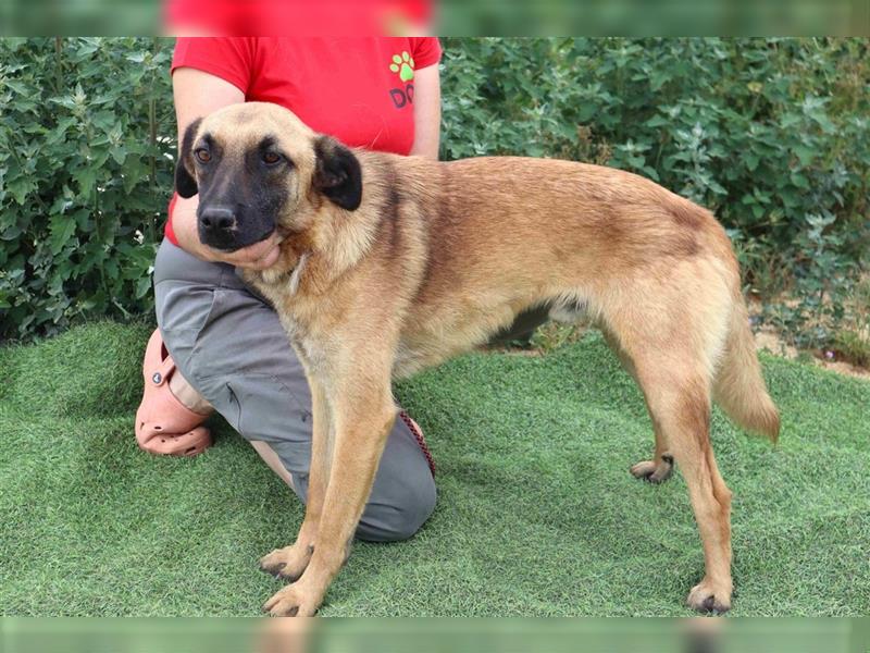 Morris, Mix Belgischer Schäferhund / Malinois , lieb und verträglich