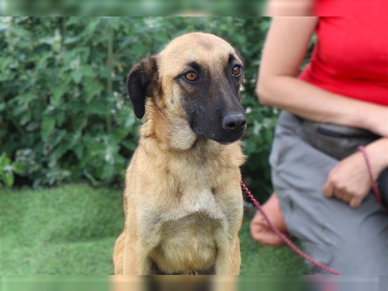 Morris, Mix Belgischer Schäferhund / Malinois , lieb und verträglich