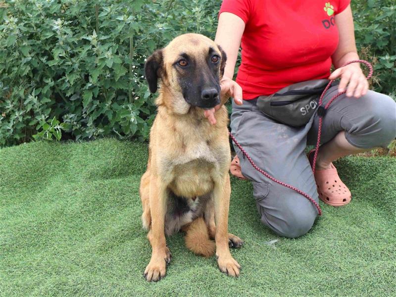 Morris, Mix Belgischer Schäferhund / Malinois , lieb und verträglich