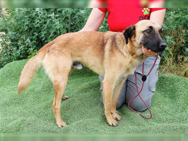 Morris, Mix Belgischer Schäferhund / Malinois , lieb und verträglich