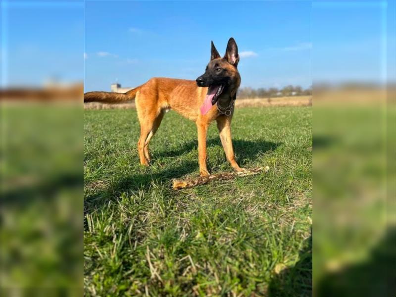 Belgischen Schäferhund