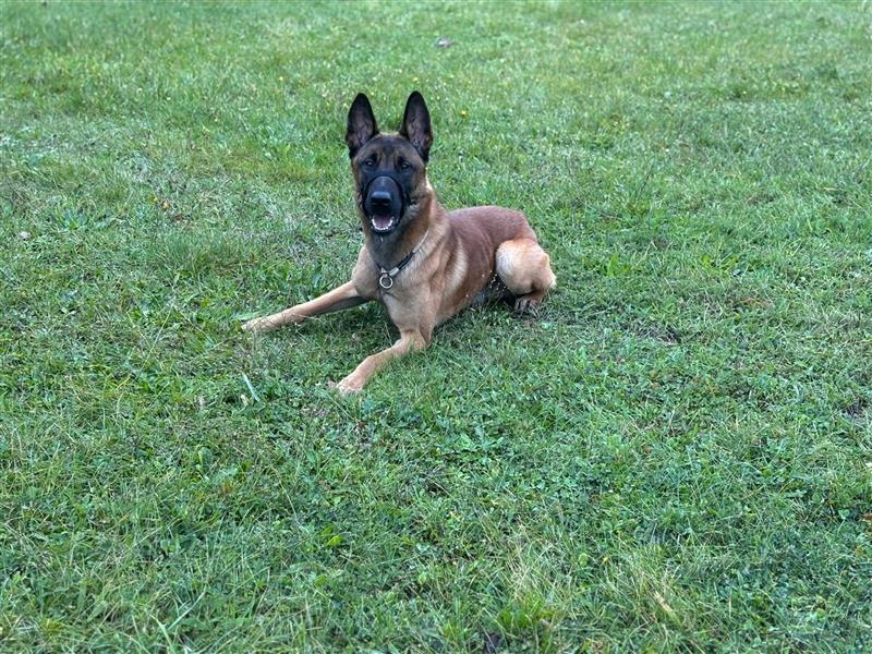 Belgischen Schäferhund